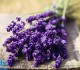 Hoa tươi Lavender 1